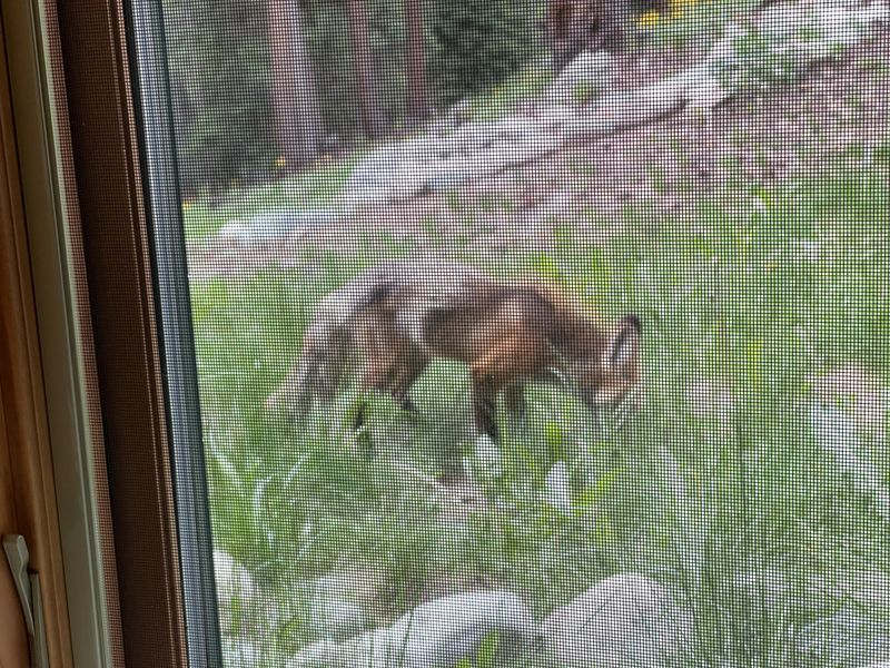 Fox seen through the window in the summer yard