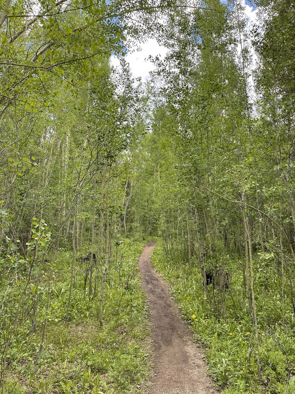 Trail through a lush summer aspen grove