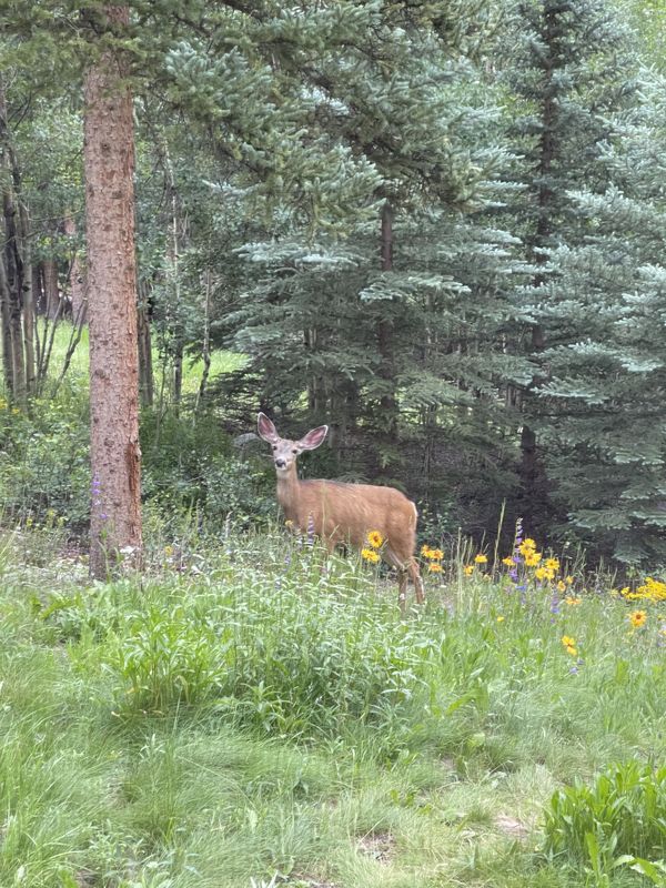 Deer among wildflowers and evergreens near the house
