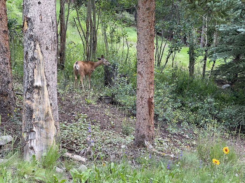 Deer standing in the forest with wildflowers