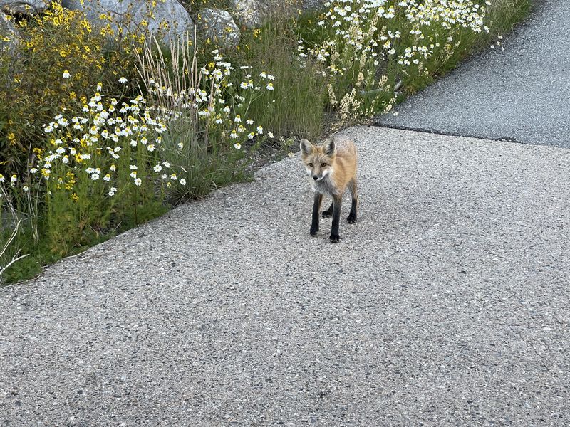 Young fox on the driveway by the wildflowers