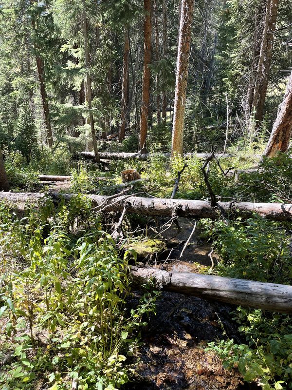 Lush summer forest near the house