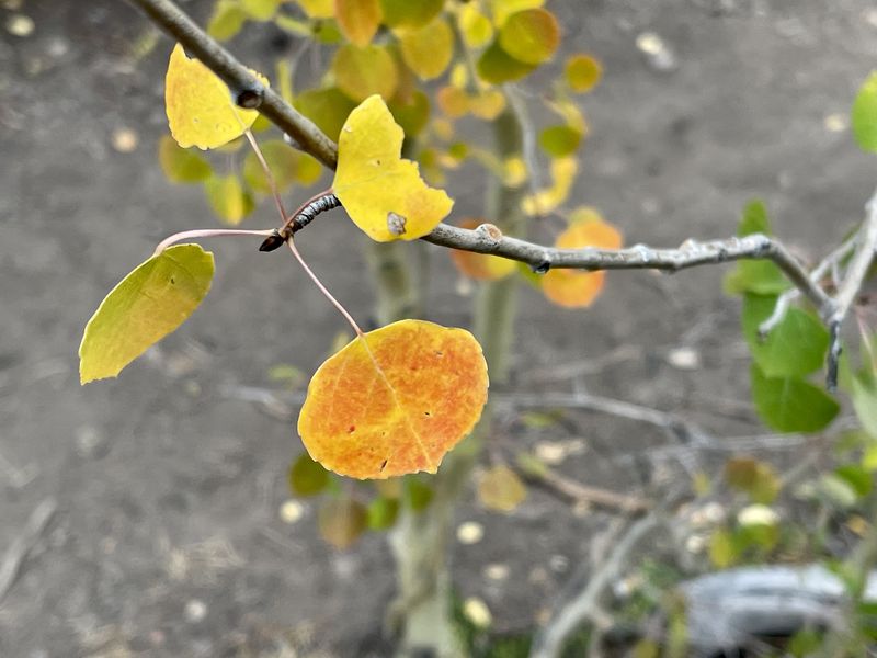 Close-up of golden and orange aspen leaves in autumn