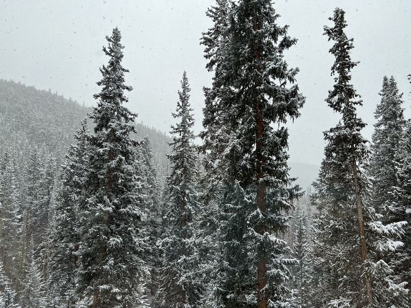 Snow-covered pines during a gentle snowfall