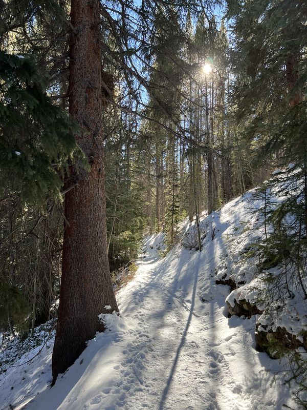 Sunlight filtering through snowy pine branches
