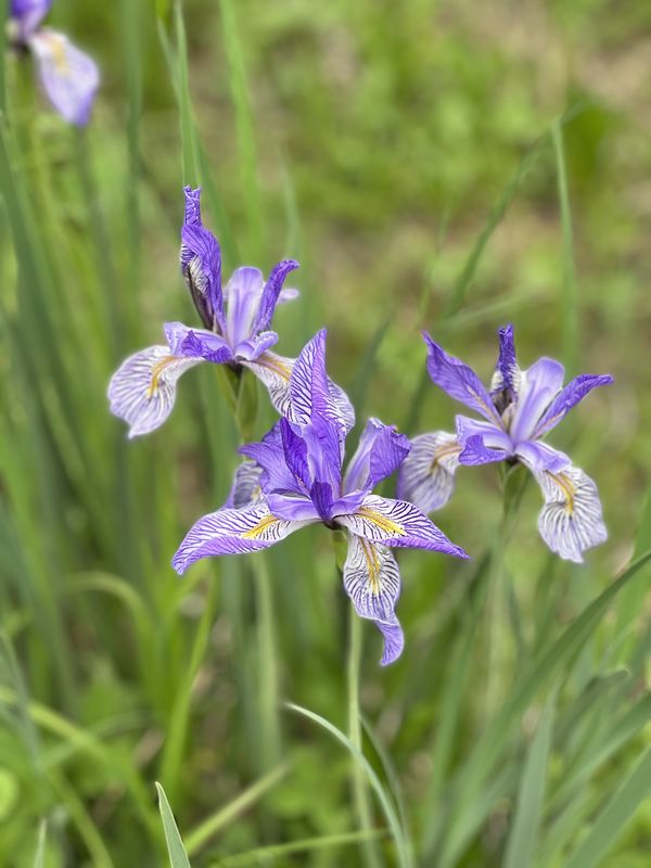 Wild iris blooming in a mountain meadow