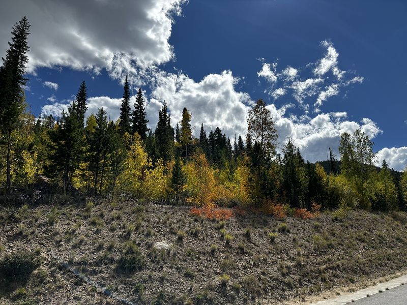 Aspens and pines in fall color under a dramatic sky