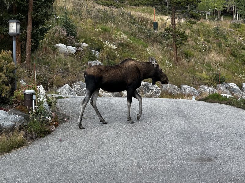 Moose crossing the driveway