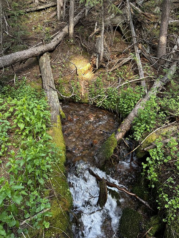 Mountain creek tumbling over mossy rocks