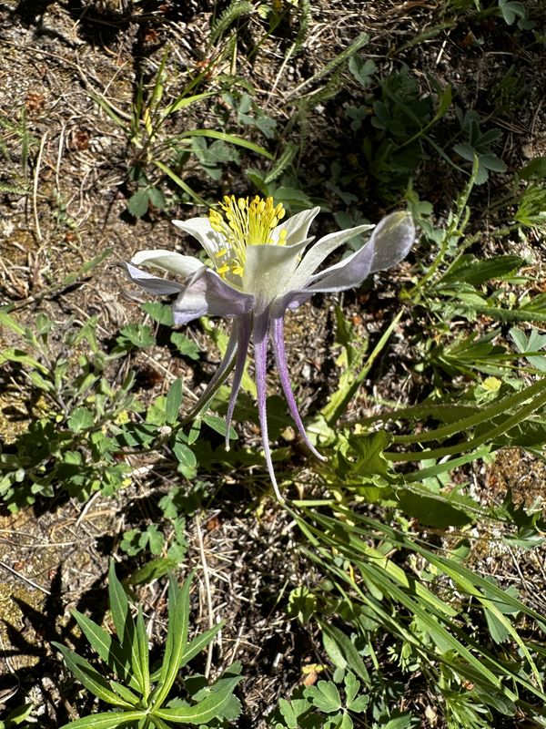 Colorado columbine wildflower