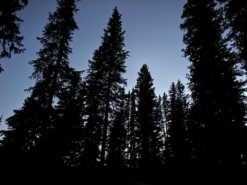 Evergreen silhouettes against a twilight sky