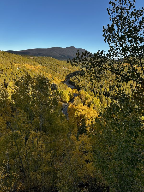 Mountainside ablaze with golden aspens under a clear blue sky