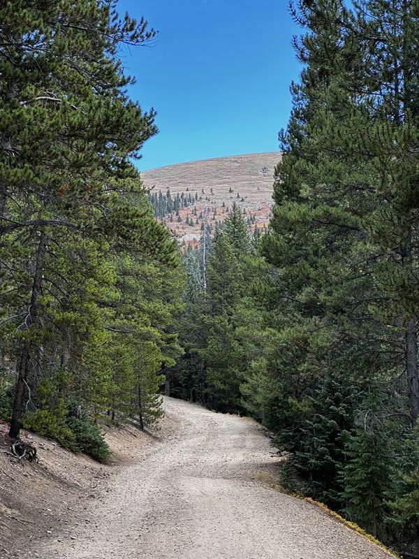 Dirt road through evergreens toward Bald Mountain