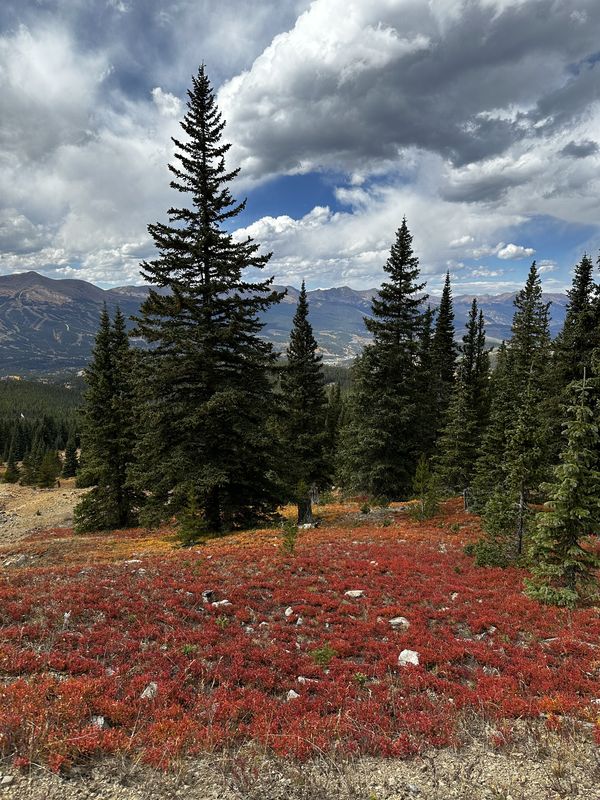 Red alpine groundcover with evergreens and mountain views