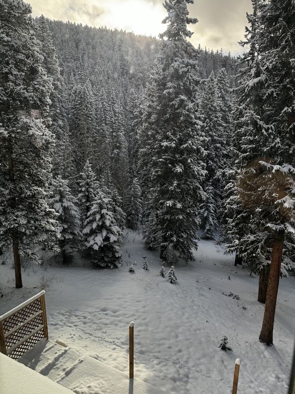 Snow-covered trees and deck railing at the house