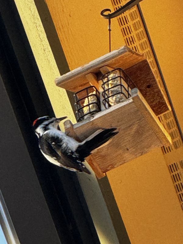 Woodpecker at the suet feeder on the house