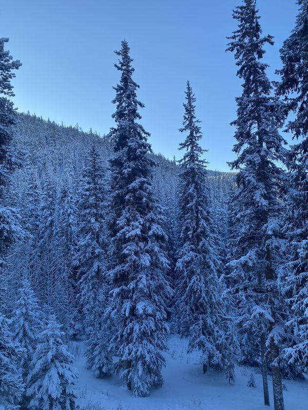 Frost-covered evergreens in blue winter light