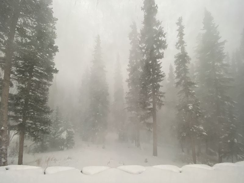Snowy forest in fog and mist