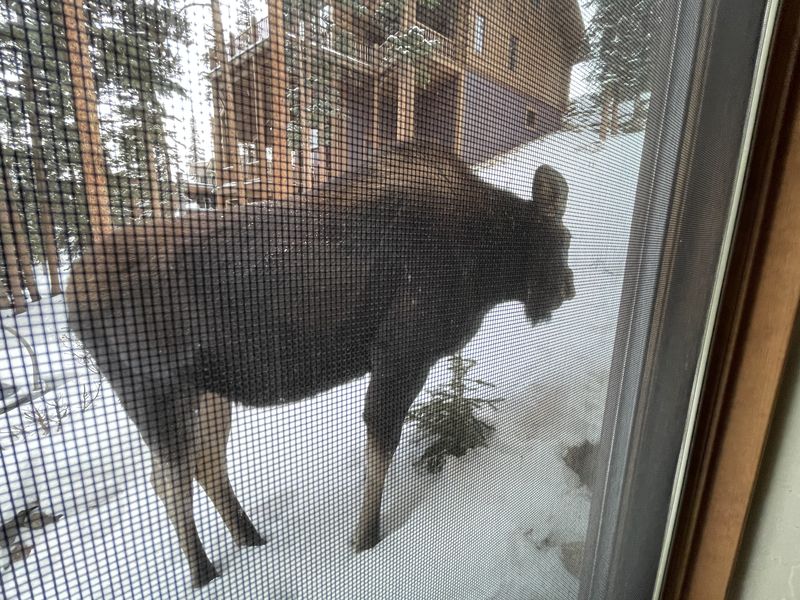 Moose seen through the window screen in winter