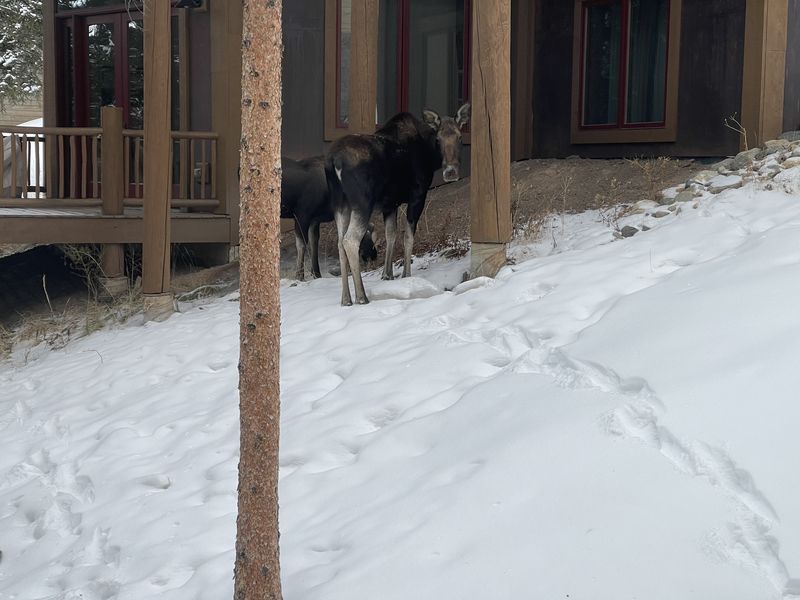 Two moose near a neighbor's house in the snow
