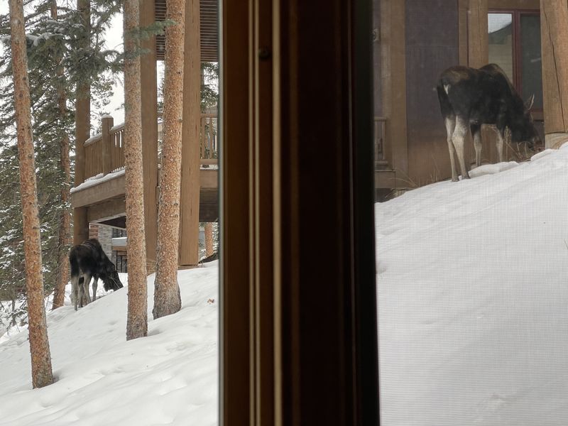 Moose viewed through the window with snowy yard