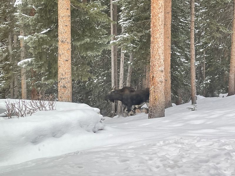 Moose among the snowy pines near the house
